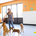 What should I look for during a visit to a dog daycare